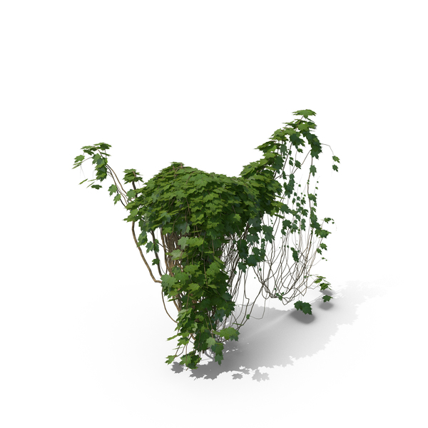 Ivy PNG & PSD Images Ivy PNG & PSD Images