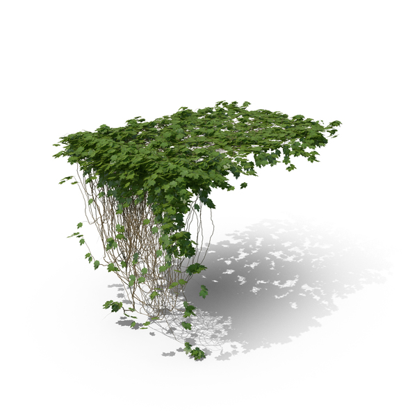 Ivy PNG & PSD Images Ivy PNG & PSD Images
