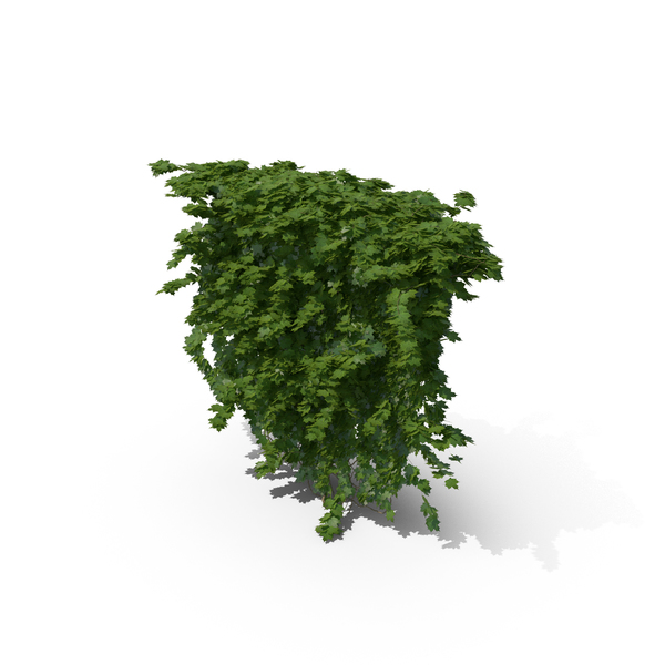 Ivy PNG & PSD Images Ivy PNG & PSD Images