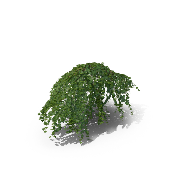 Ivy PNG & PSD Images Ivy PNG & PSD Images