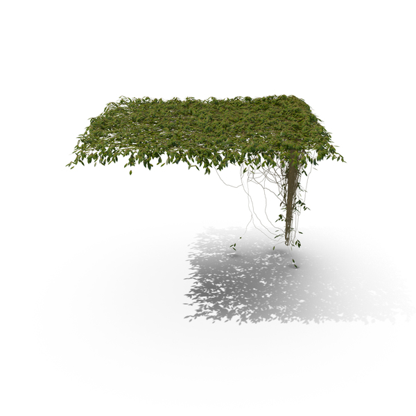 Ivy PNG & PSD Images Ivy PNG & PSD Images