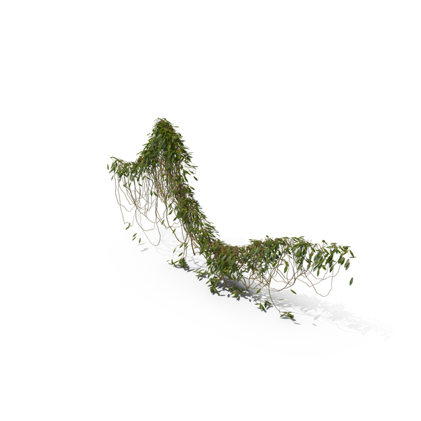 Ivy PNG & PSD Images Ivy PNG & PSD Images