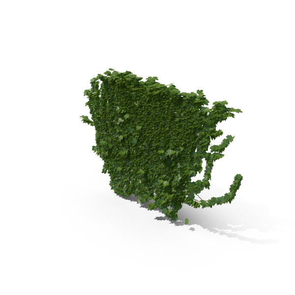 Ivy PNG & PSD Images Ivy PNG & PSD Images