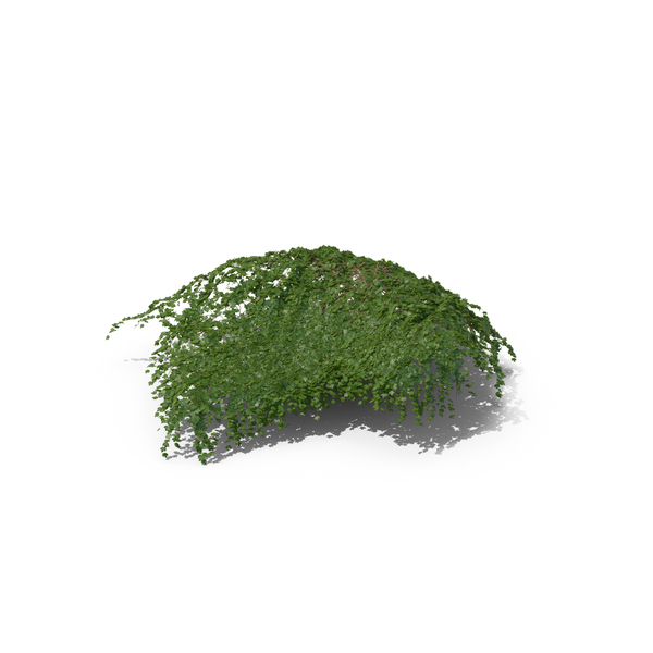 Ivy PNG & PSD Images Ivy PNG & PSD Images