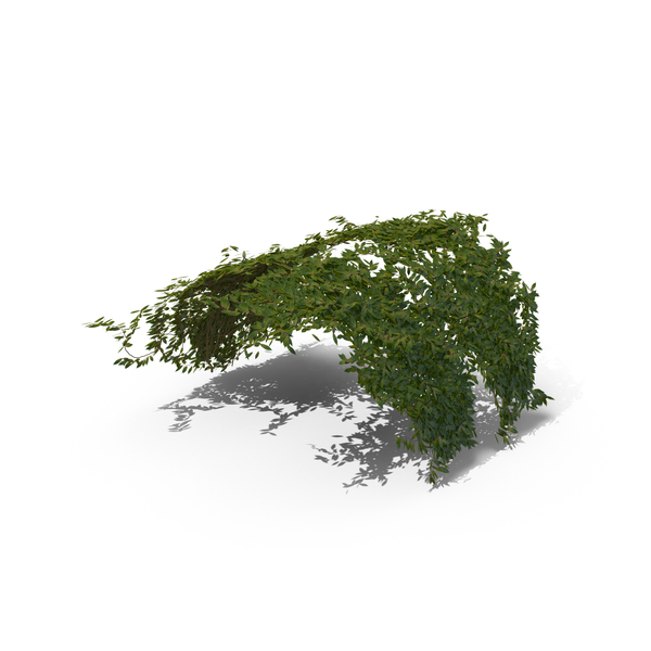 Ivy PNG & PSD Images Ivy PNG & PSD Images