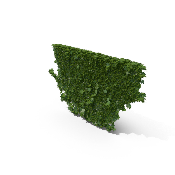 Ivy Object Ivy Object