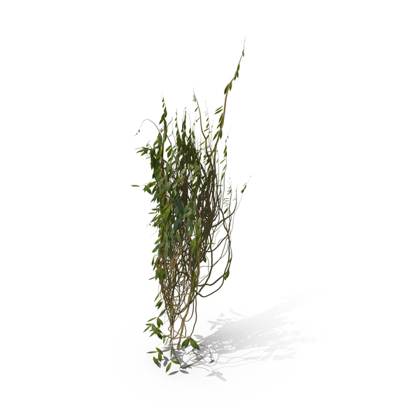 Ivy PNG & PSD Images Ivy PNG & PSD Images
