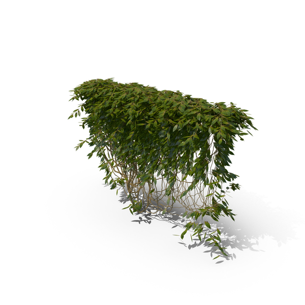 Ivy PNG & PSD Images Ivy PNG & PSD Images