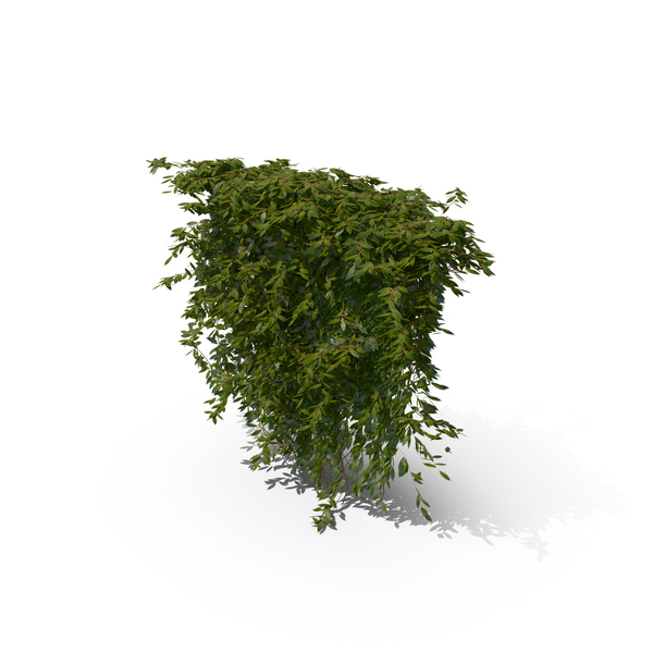 Ivy PNG & PSD Images Ivy PNG & PSD Images