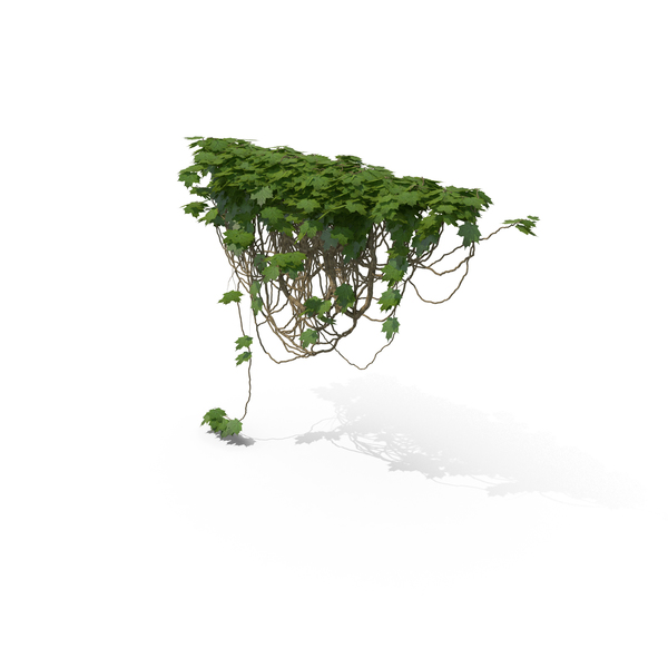 Ivy PNG & PSD Images Ivy PNG & PSD Images