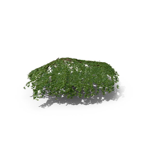 Ivy PNG & PSD Images Ivy PNG & PSD Images