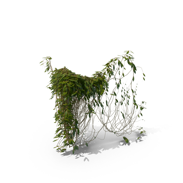 Ivy PNG & PSD Images Ivy PNG & PSD Images