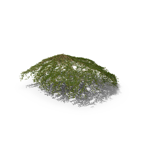 Ivy PNG & PSD Images Ivy PNG & PSD Images