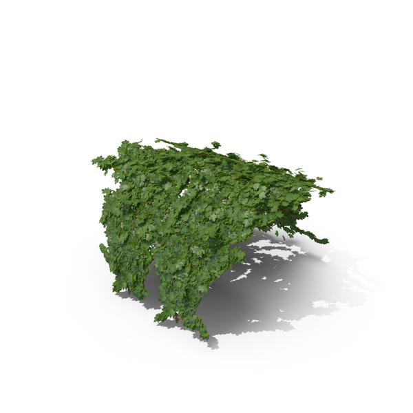 Ivy PNG & PSD Images Ivy PNG & PSD Images