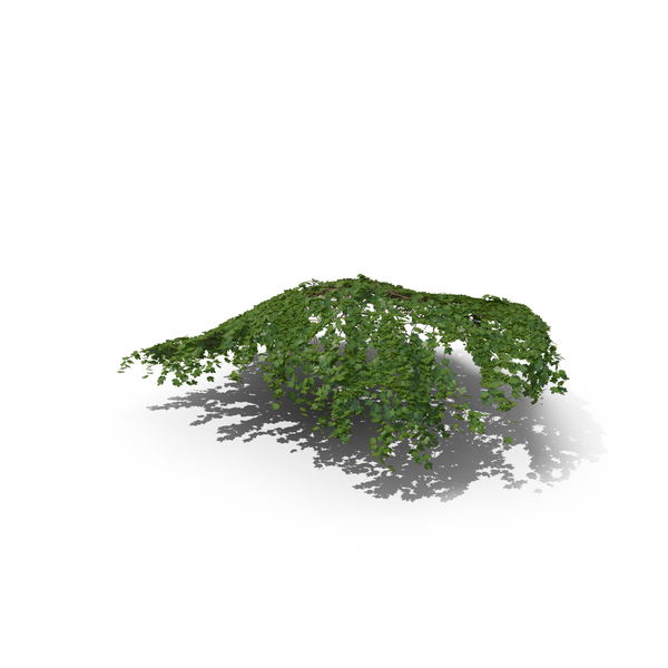 Ivy PNG & PSD Images Ivy PNG & PSD Images