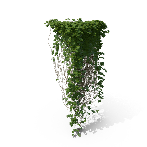 Ivy PNG & PSD Images Ivy PNG & PSD Images