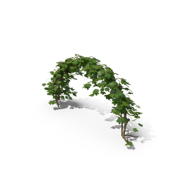 Ivy Arch PNG & PSD Images