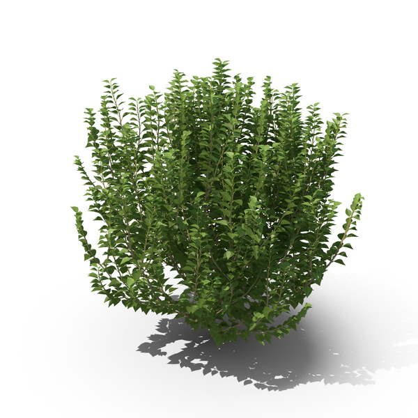 Ivy Bush PNG & PSD Images Ivy Bush PNG & PSD Images