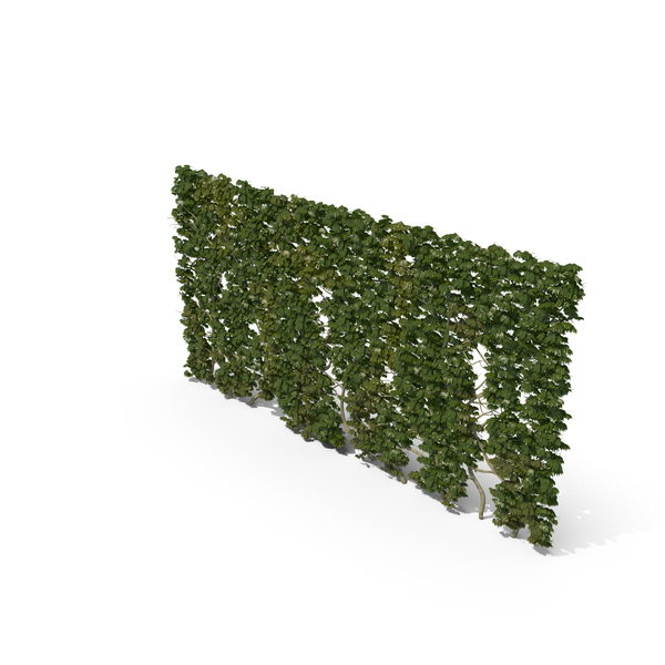 Bush: Ivy PNG & PSD Images
