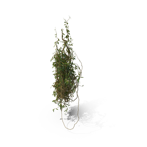 Ivy Cluster PNG & PSD Images Ivy Cluster PNG & PSD Images