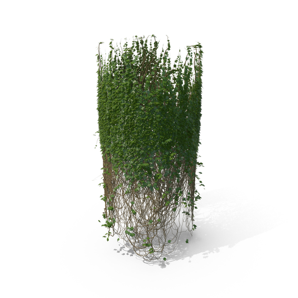 With: Ivy Column PNG & PSD Images With: Ivy Column PNG & PSD Images