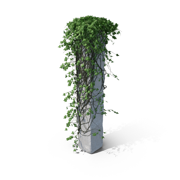 With: Ivy Column PNG & PSD Images With: Ivy Column PNG & PSD Images