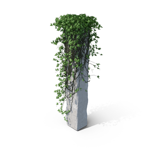 With: Ivy Column PNG & PSD Images With: Ivy Column PNG & PSD Images