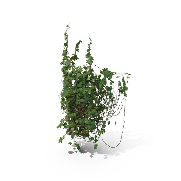 Ivy Column PNG & PSD Images Ivy Column PNG & PSD Images