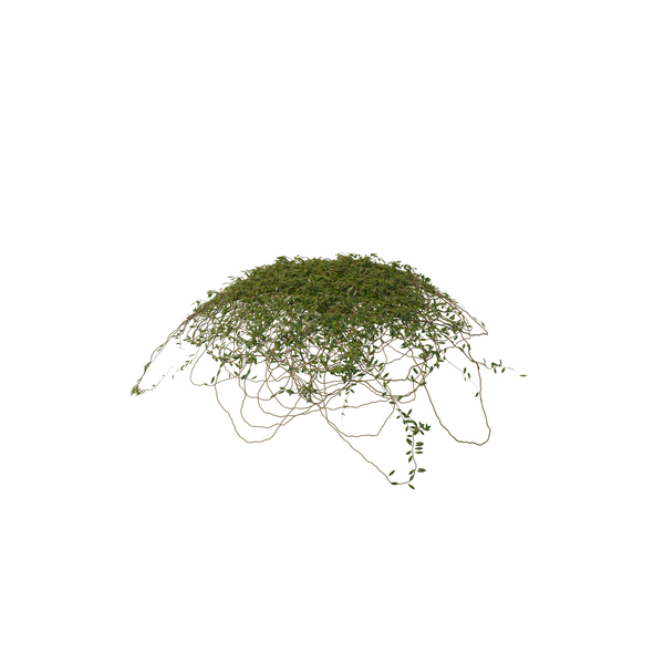 Ivy Dome Shape PNG & PSD Images Ivy Dome Shape PNG & PSD Images