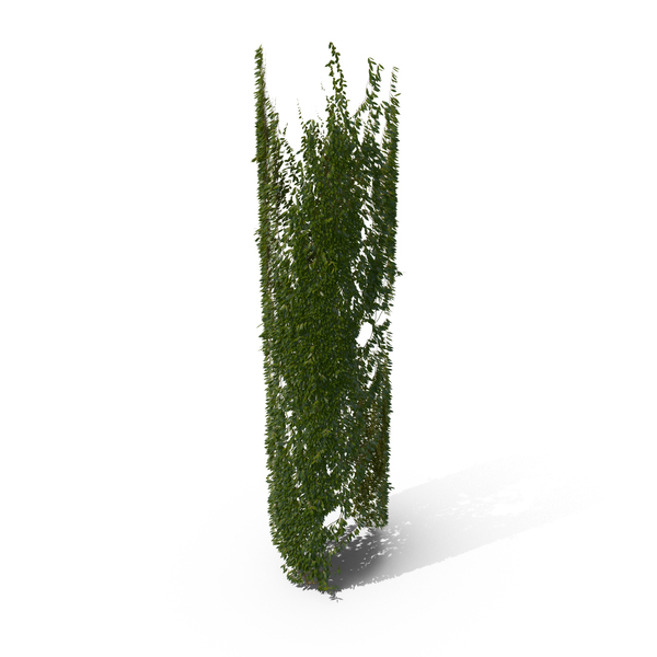 Ivy PNG & PSD Images Ivy PNG & PSD Images