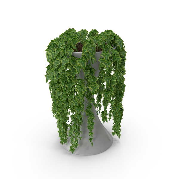 Ivy In Pot PNG & PSD Images Ivy In Pot PNG & PSD Images