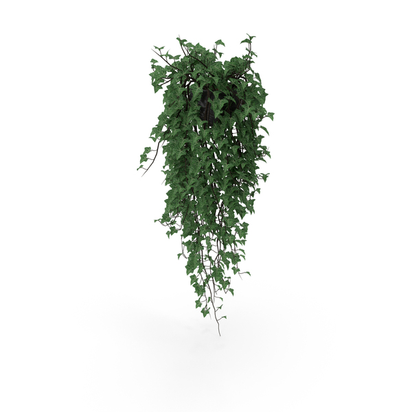 Ivy In Pot PNG & PSD Images Ivy In Pot PNG & PSD Images