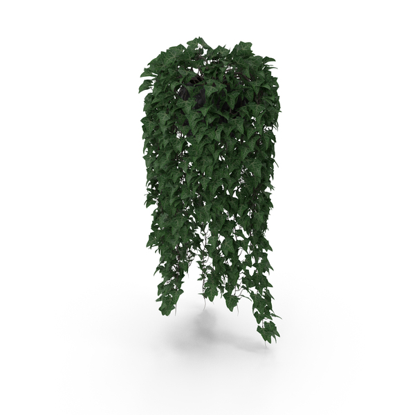 Flower: Ivy In Pot PNG & PSD Images Flower: Ivy In Pot PNG & PSD Images