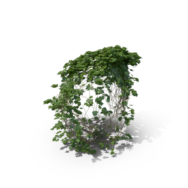 Ivy PNG & PSD Images Ivy PNG & PSD Images