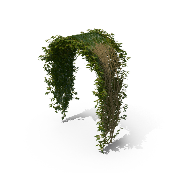 Ivy PNG & PSD Images Ivy PNG & PSD Images
