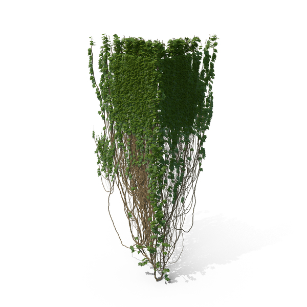 Ivy PNG & PSD Images Ivy PNG & PSD Images