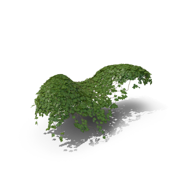 Ivy PNG & PSD Images Ivy PNG & PSD Images