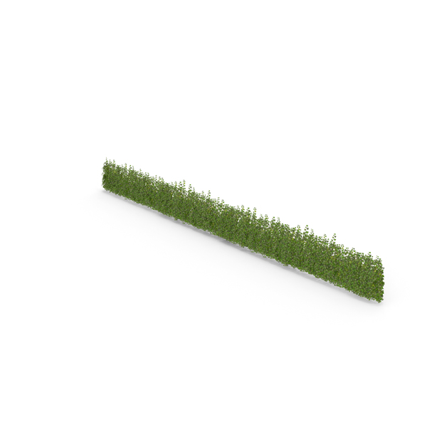 Ivy Patch 20x2,5m PNG & PSD Images Ivy Patch 20x2,5m PNG & PSD Images