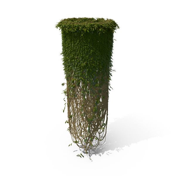Ivy Pillar PNG & PSD Images Ivy Pillar PNG & PSD Images