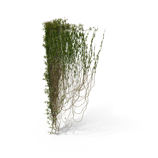 Ivy PNG & PSD Images Ivy PNG & PSD Images