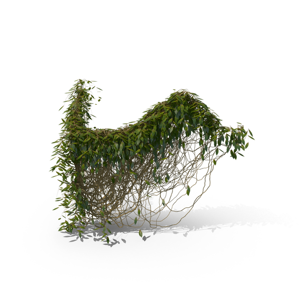 Ivy PNG & PSD Images Ivy PNG & PSD Images
