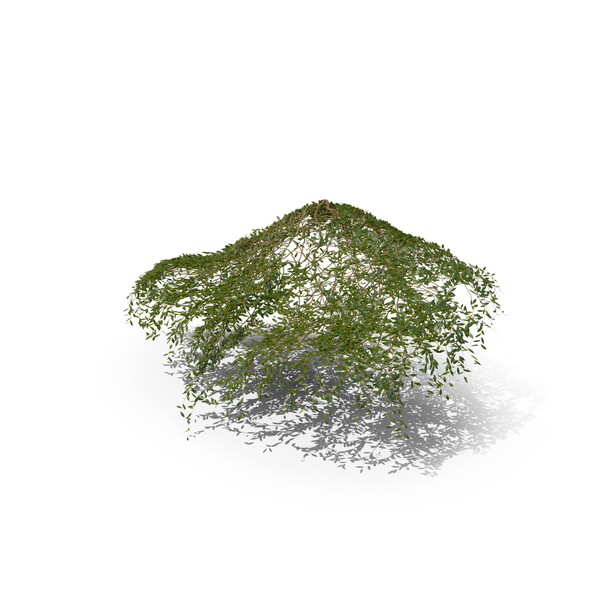Ivy PNG & PSD Images Ivy PNG & PSD Images