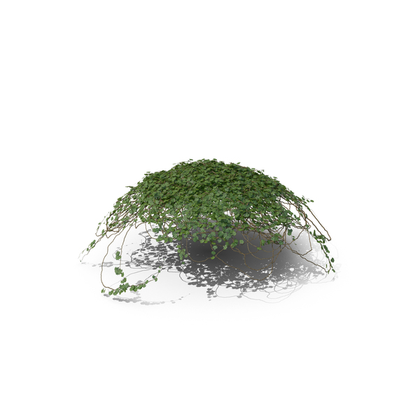 Ivy Round Top PNG & PSD Images Ivy Round Top PNG & PSD Images