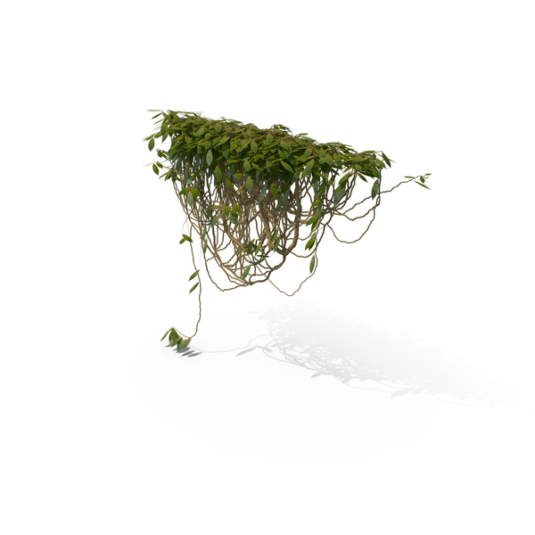 Ivy PNG & PSD Images Ivy PNG & PSD Images