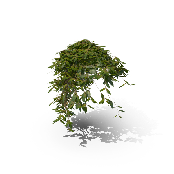 Ivy PNG & PSD Images Ivy PNG & PSD Images