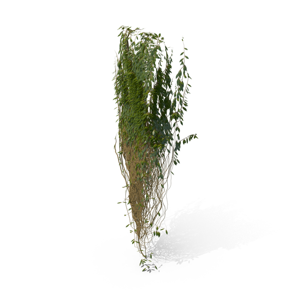 Ivy PNG & PSD Images Ivy PNG & PSD Images