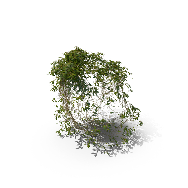 Ivy PNG & PSD Images Ivy PNG & PSD Images