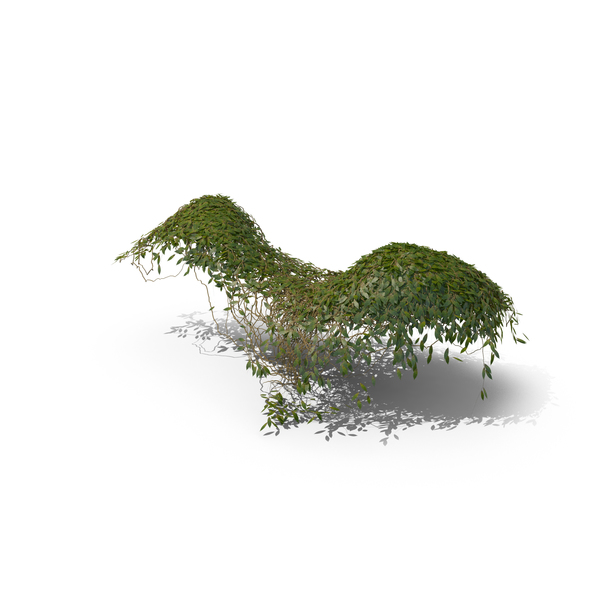 Ivy PNG & PSD Images Ivy PNG & PSD Images