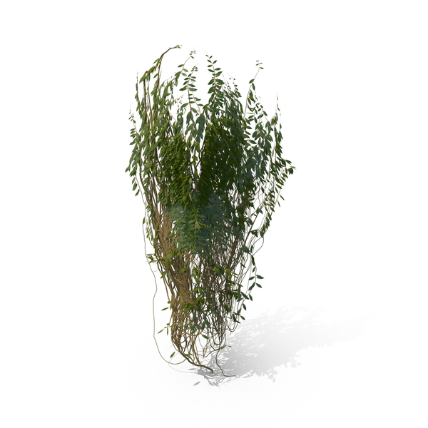 Ivy PNG & PSD Images Ivy PNG & PSD Images