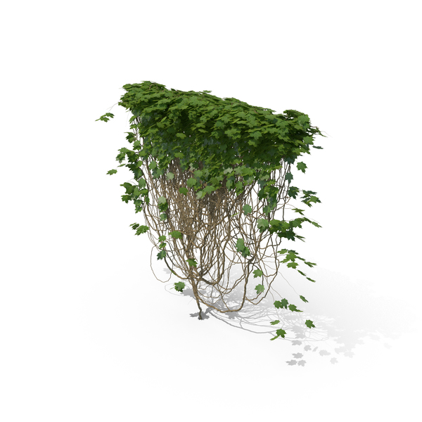Ivy PNG & PSD Images Ivy PNG & PSD Images